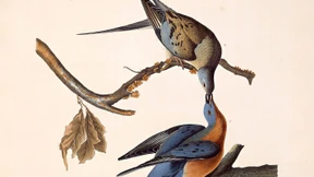 Die Taubenpost kommt heute elektronisch