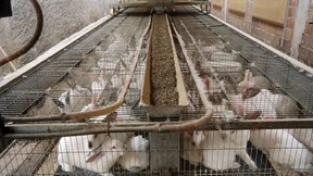 Hoppelfaktor negativ