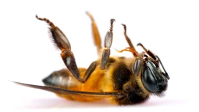 Glyphosat und die Immunschwäche der Bienen