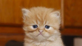 Nicht nur das Netzwerk war down