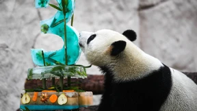 Das wackelt so schön meditativ