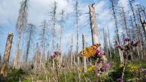 Bis zu 800 Millionen Euro für den deutschen Wald