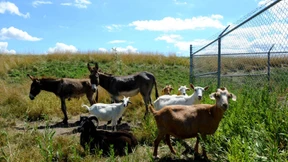 Neues Rasenmäherteam am Flughafen von Chicago