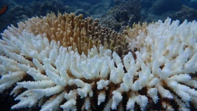 Rekord-Korallenbleiche auch vor Westaustralien