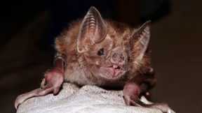 Die Tollwut ist für manche kein Todesurteil