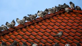 Stadttauben sollen getötet werden