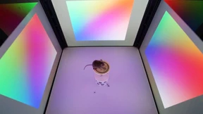 Tausendfacher Tod im Uni-Labor