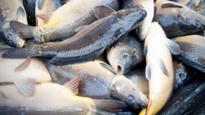 DDR-Experiment beschäftigt Fischer noch heute 