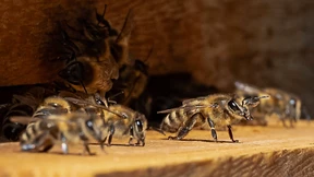 Honig von den Bundestags-Bienen