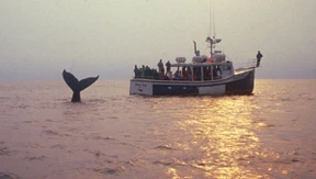 Ein Wochenende in Halifax, Nova Scotia