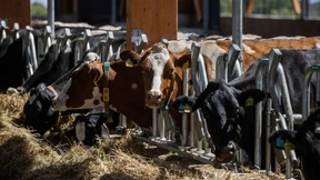 Gülle-Gas soll die Ölmultis grüner machen