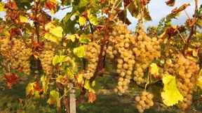 Geben Sie dem Périgord eine Chance!