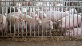 Bauernverband: Diskussion um Fleischkonsum lenkt ab