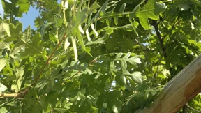 Hitzefeste Zierreichen und Maulbeerbäume gegen den Klimawandel