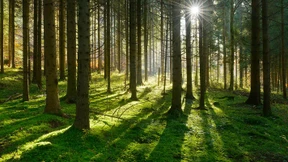 Abschied von der Fichte