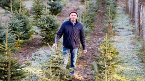 Spätlese im Weihnachtsbaumwald