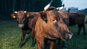 „Ich begrüße jeden, der vegan wird!“