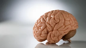 Braucht Intelligenz ein Gehirn?