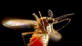 Vage Hoffnungen auf ein Abklingen der Seuche