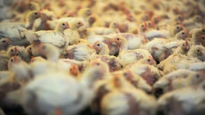 Nutztiere sollen weniger Antibiotika bekommen