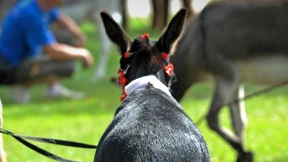 Liebestoller Eselhengst sorgt für Polizeieinsatz 