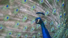 Mehr Normalität im Frankfurter Zoo