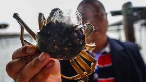 Die haarige Krabben-Angelegenheit