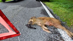 Frau nach Kollision mit Wildschwein im Auto verbrannt