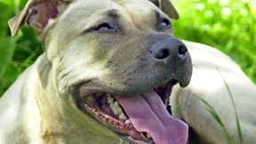 Verfahren gegen Polizisten eingestellt