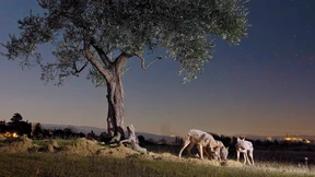 Die Angst der Wölfe