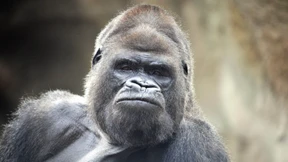 Können hundert Männer einen Gorilla besiegen?