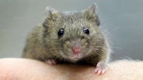 „Wir tun einfach nicht genug für Alternativen“