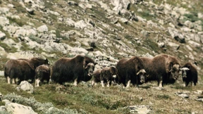 Der Zottelige aus einer anderen Zeit