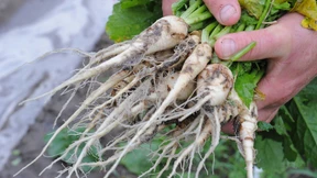 Die neue Lust auf alte Sorten