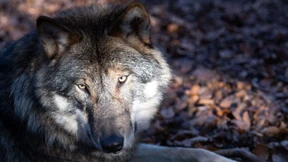 Tödlicher Tierschutz