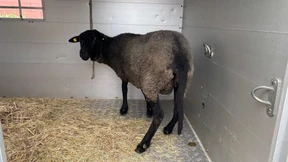 Mann stiehlt Schafe – und schlachtet sie in seiner Wohnung