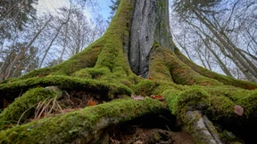 Dem Regen sei Dank: Buchen und Eichen geht es besser