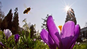 Elf Stunden Sonnenschein