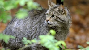 Bestand vorläufig gesichert