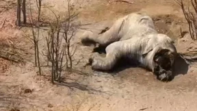 Elefanten brutal getötet