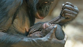 Die Macht der Alphaweibchen