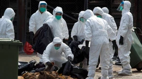 Vogelgrippe - die „zweite Welle“