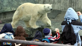 Verendeter Eisbär Anton hatte auch eine Puppe gefressen