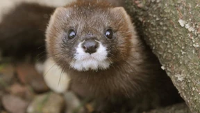 Zweite Übertragung von Nerz auf Mensch gemeldet