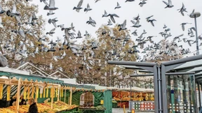 Die Tauben, die Stadt und der Dreck