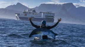 Zu viel Lärm im Meer