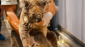 Frau will mit Nacktbildern Koalas retten