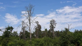 Naturschutz als neue Aufgabe im „Hotspot der Biodiversität“
