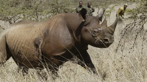 Acht gefährdete Nashörner nach Umsiedlung verendet