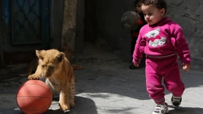 Löwenjunge aus Gaza leben jetzt in Jordanien